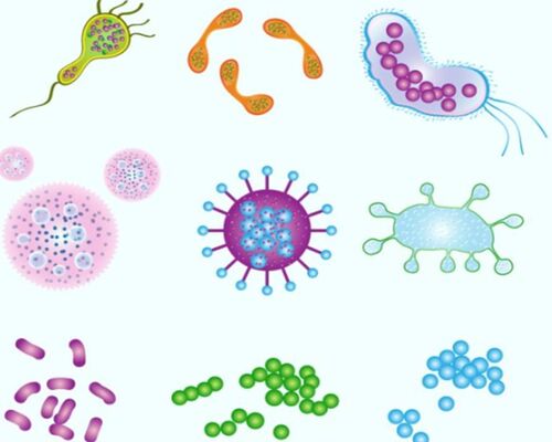 細菌画像１