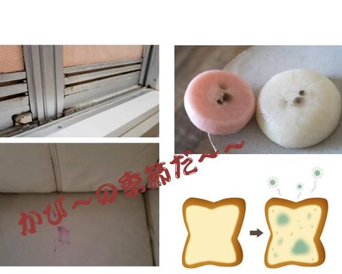 カビの季節だ１