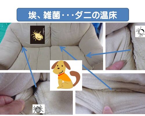 ソファーはダニの温床１